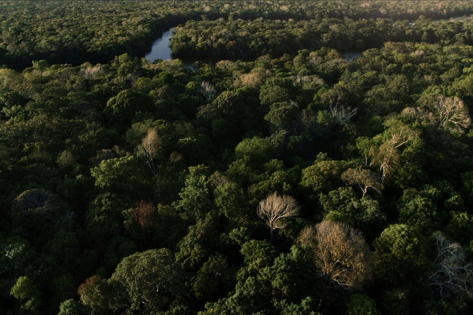 Dossel da floresta amazônica visto do alto, com um rio ao fundo