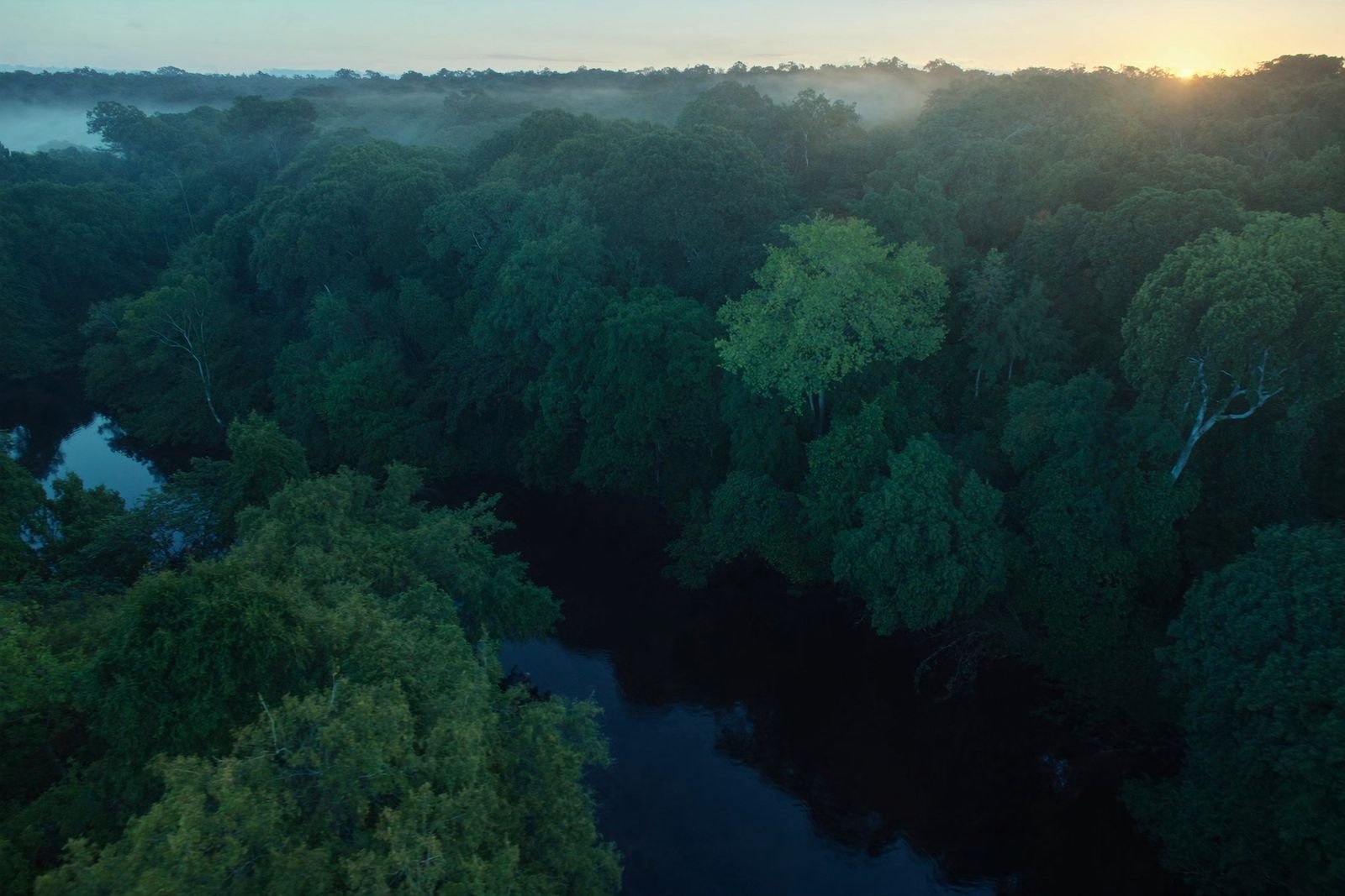 Vista aérea da floresta amazônica cortada por um rio de água escura